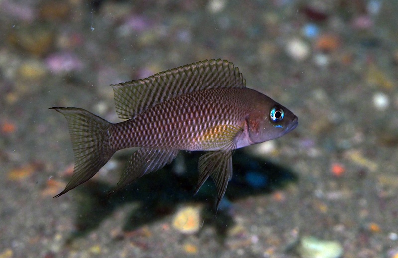 Neolamprologus walteri 'Ifala'